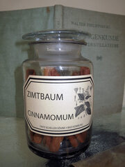 Cinnamomum (Zimtbaum)